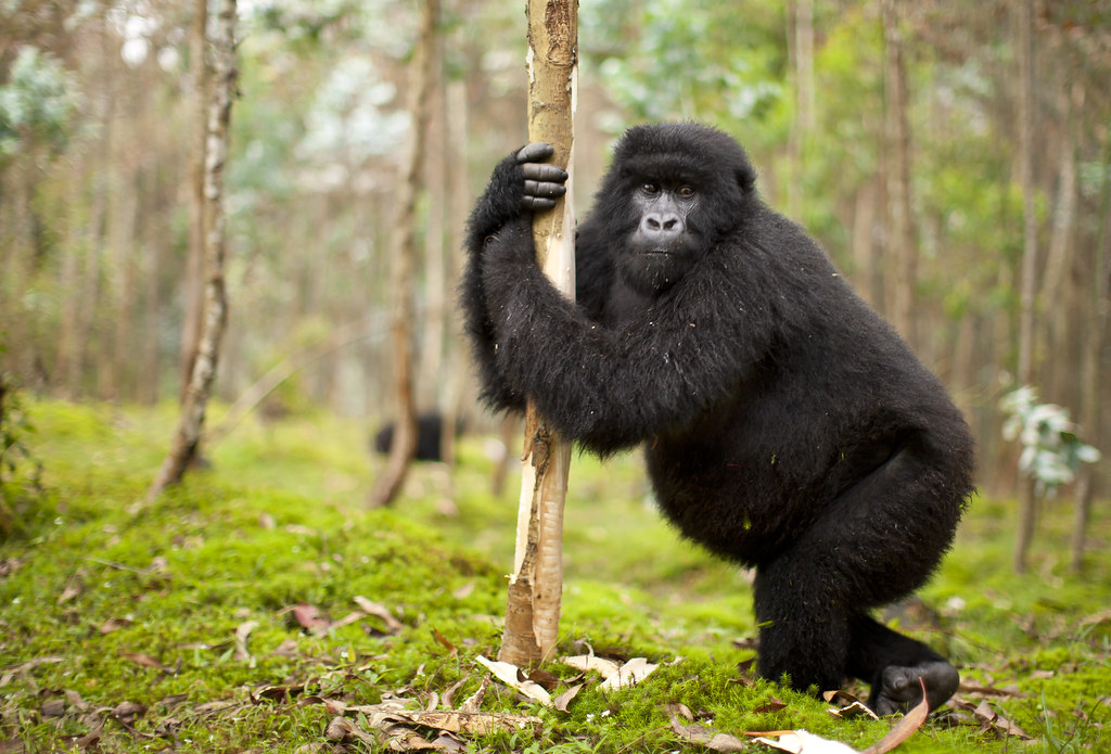 3-Day Double Gorilla Trekking in Rwanda